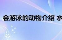 会游泳的动物介绍 水陆两栖与海洋游泳高手