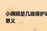 小鸊鷉是几级保护动物 国家保护级别及生态意义